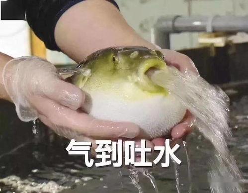 钓鱼界吃瓜,揭秘吃瓜群众的幕后故事