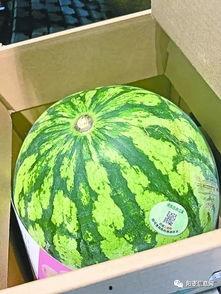 武工商吃瓜,揭秘校园吃瓜背后的故事
