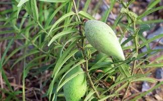 高山石瓜怎么吃最好,解锁美味新境界
