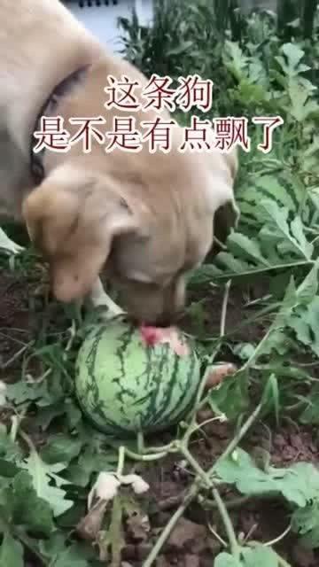 吃瓜系统说我,网络舆论场中的新势力
