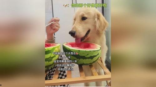 家有吃瓜狗,趣味横生的宠物日常