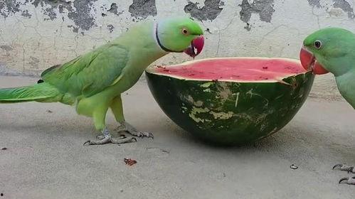 鹦鹉吃瓜,鹦鹉的夏日瓜果盛宴