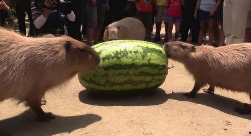 最快的吃瓜速度,揭秘最快吃瓜达人挑战极限