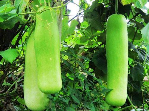 瓠瓜茄子吃