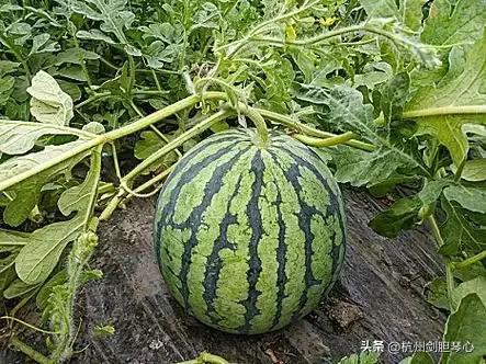 小时候怎么吃瓜,那些年我们一起吃过的瓜