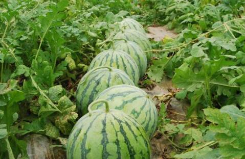 谈方法吃瓜,揭秘网络热议背后的趣味与智慧