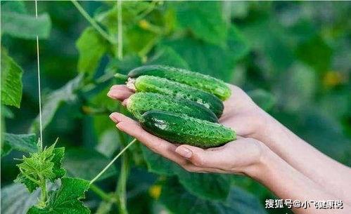 黄瓜毒瓜怎么吃,黄瓜毒瓜处理与安全食用指南