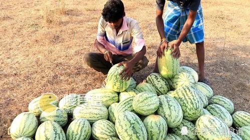 男子快速吃瓜,男子挑战快速吃瓜极限
