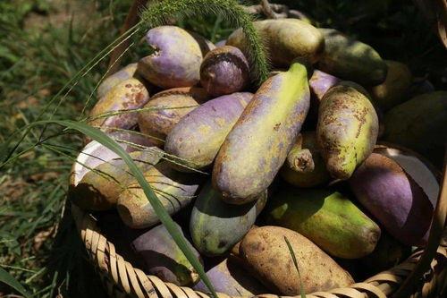 吃瓜福建,探寻福建美食的独特魅力