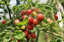 莒县洛河吃瓜,夏日里的瓜香四溢美食之旅